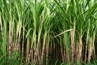 Sugar cane plantation