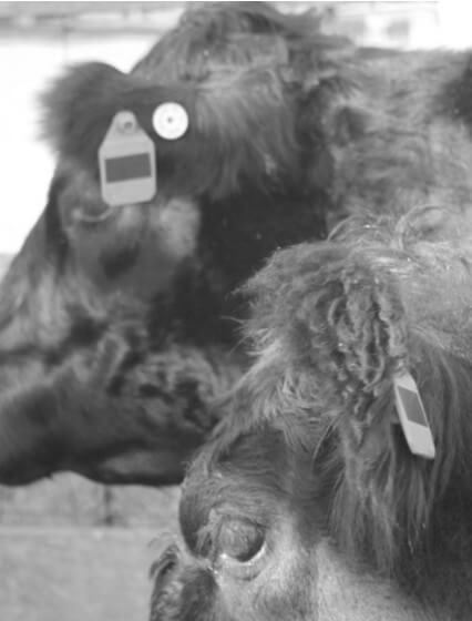 Cattle with GPS ear tags