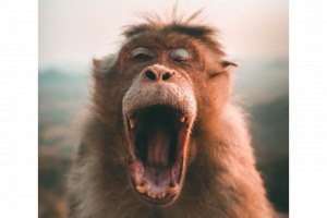 A baboon yawning