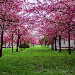 A field of cherry blossom trees