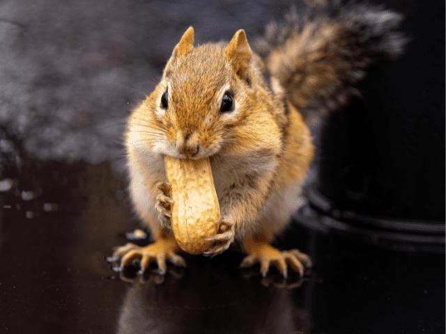 A squirrel eating a peanut.